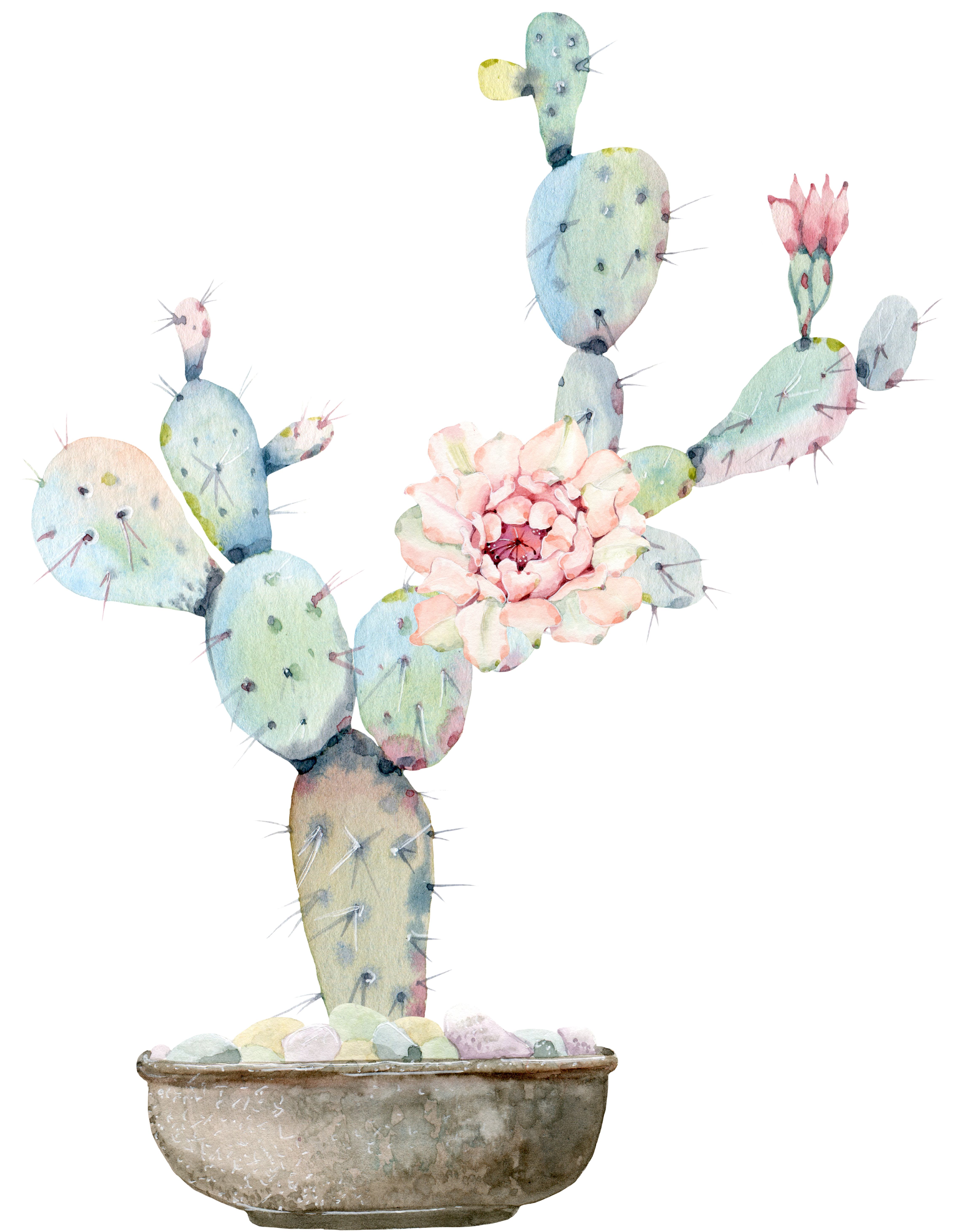 my spirit plant - cactus